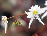 Near white flowers having a slight pink hue.